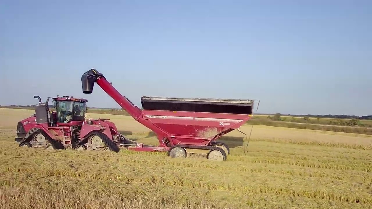2024 Arkansas Rice Harvest Randolph County AR at the Edge of the Ozark Foothills