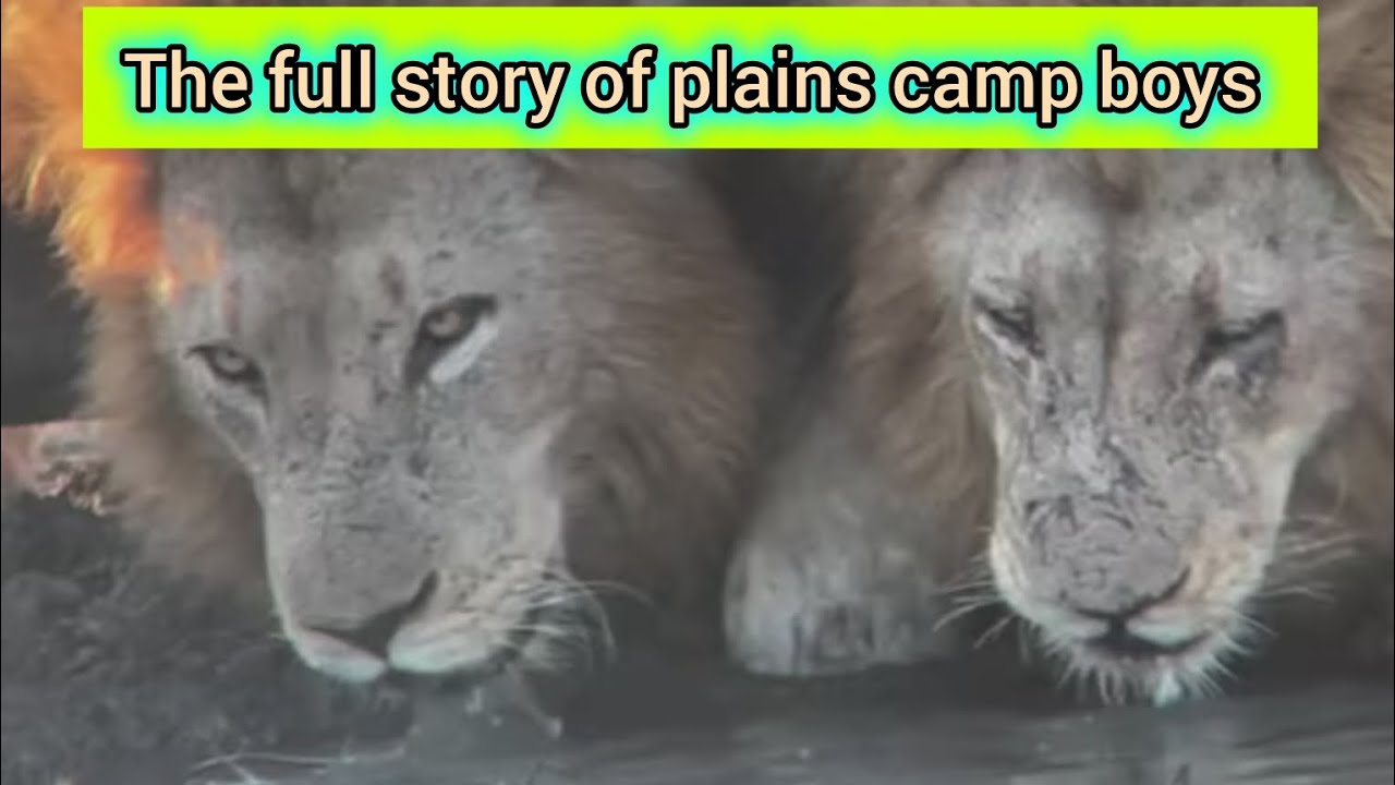 Story of the kings of western Sabi sands . Plains camp boys . #thematimbamalelions #plainscampboys