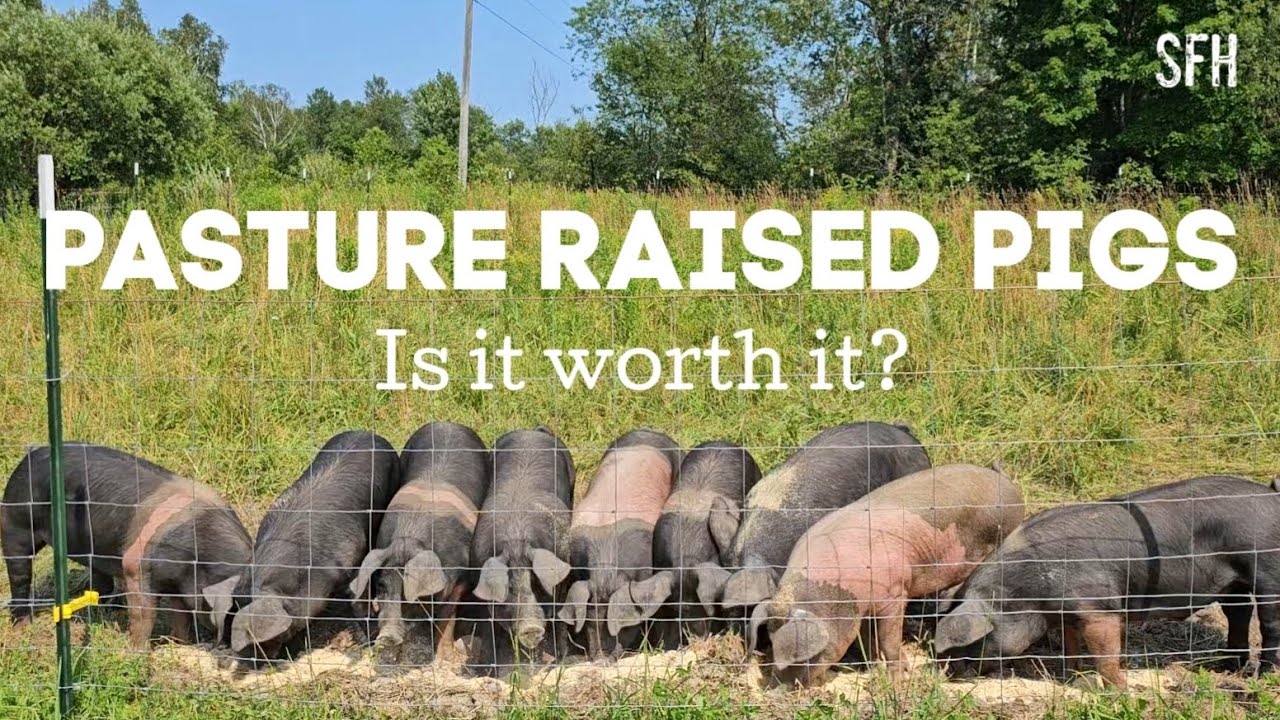 The Benefits of Pasture Raised Pork