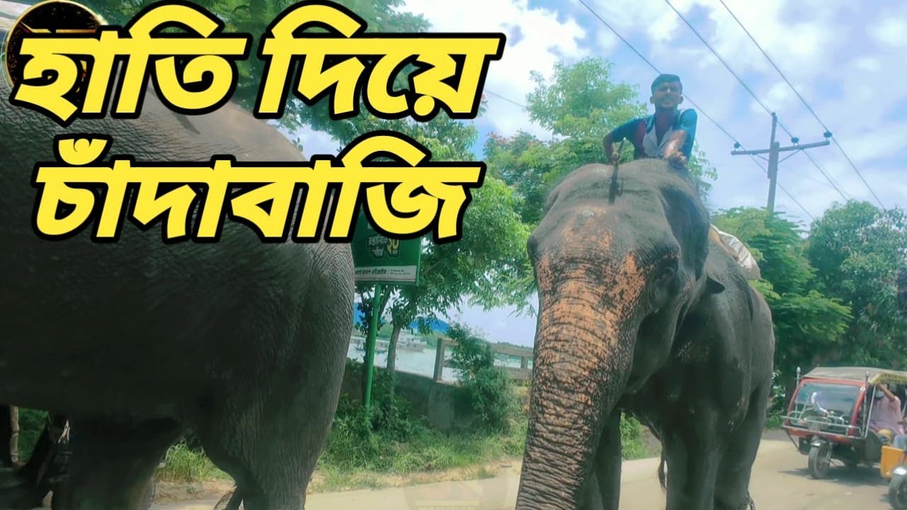 হাতি দিয়ে মানুষকে ভয় দেখিয়ে কেনো রাস্তার মধ্যে টাকা উঠাছো//munshigonj//