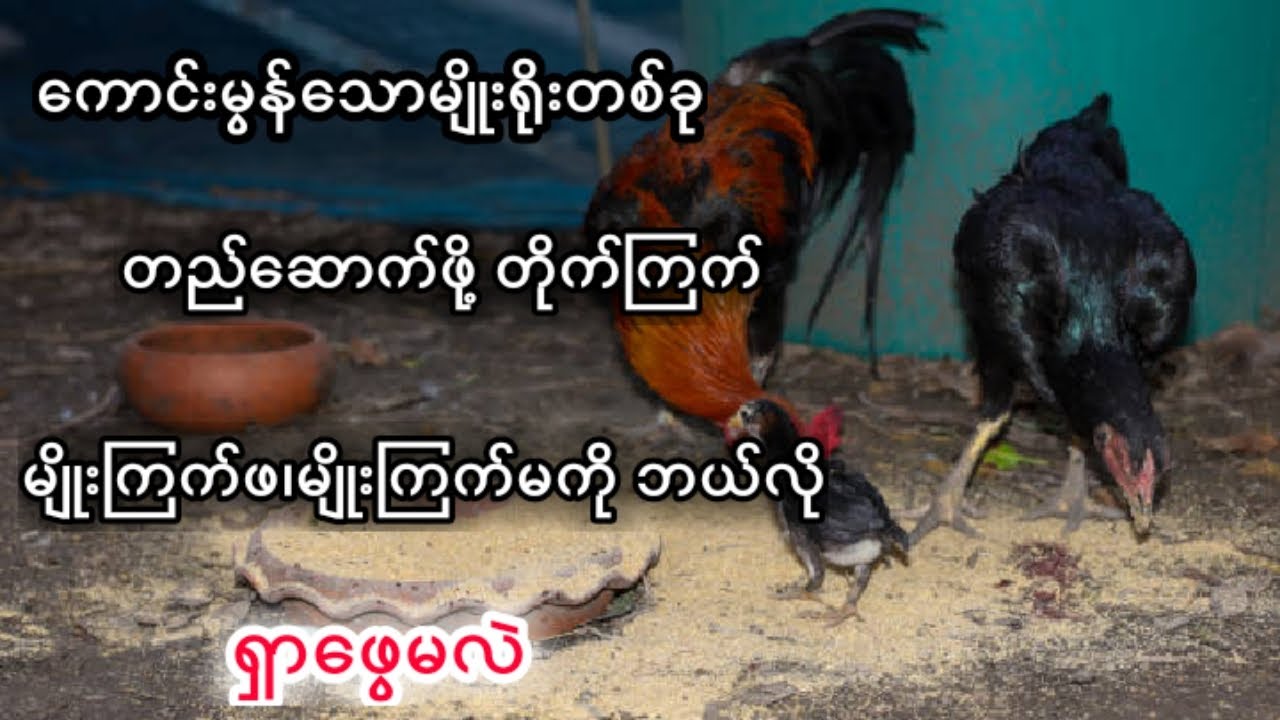 ကောင်းမွန်သော မျိုးရိုးတစ်ခုတည်ဆောက်ဖို့မျိုးကြက်ဖမျိုးကြက်မကိုဘယ်လိုရှာဖွေမလဲ
