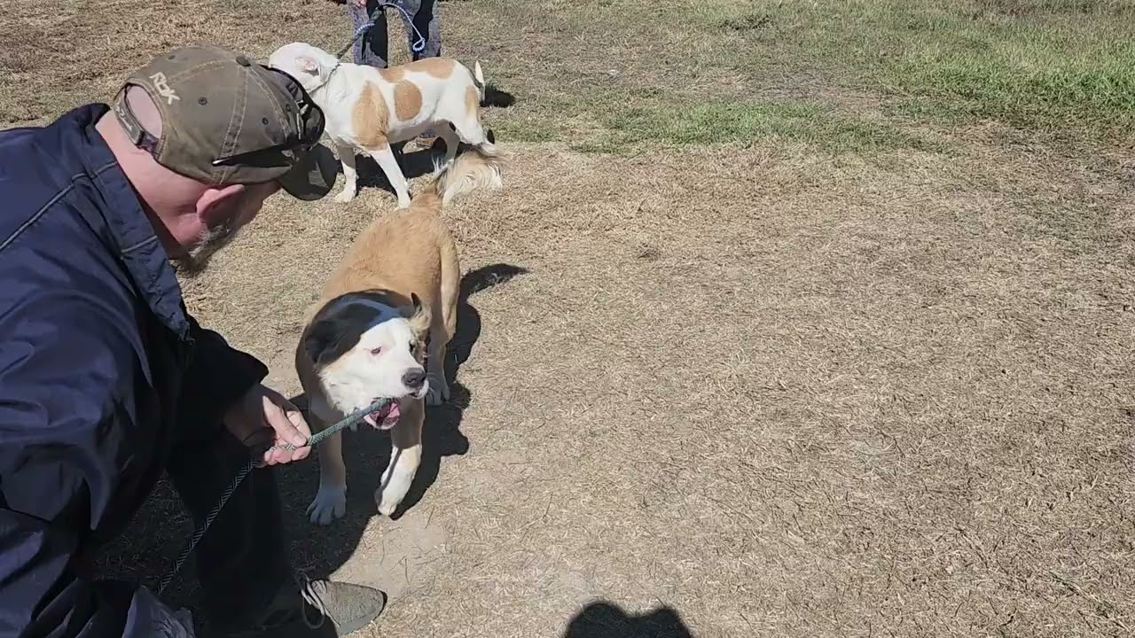 CCPAL pup Barron