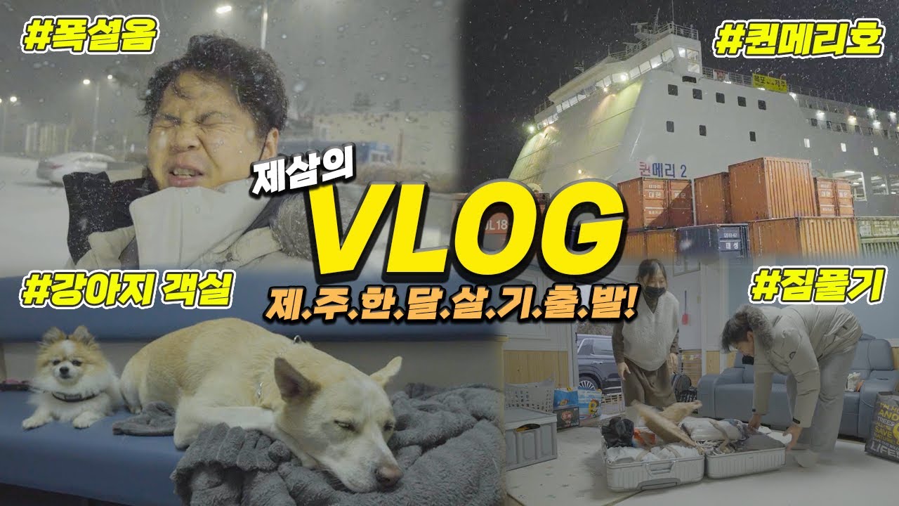 VLOG 임신한 와이프, 강아지들 온가족 모두 제주 한달살기 태교여행 출발부터 숙소 도착까지! 눈보라와 함께..