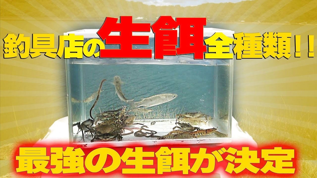 釣具店で買える生餌全種購入して釣りしたらどうなるの？！