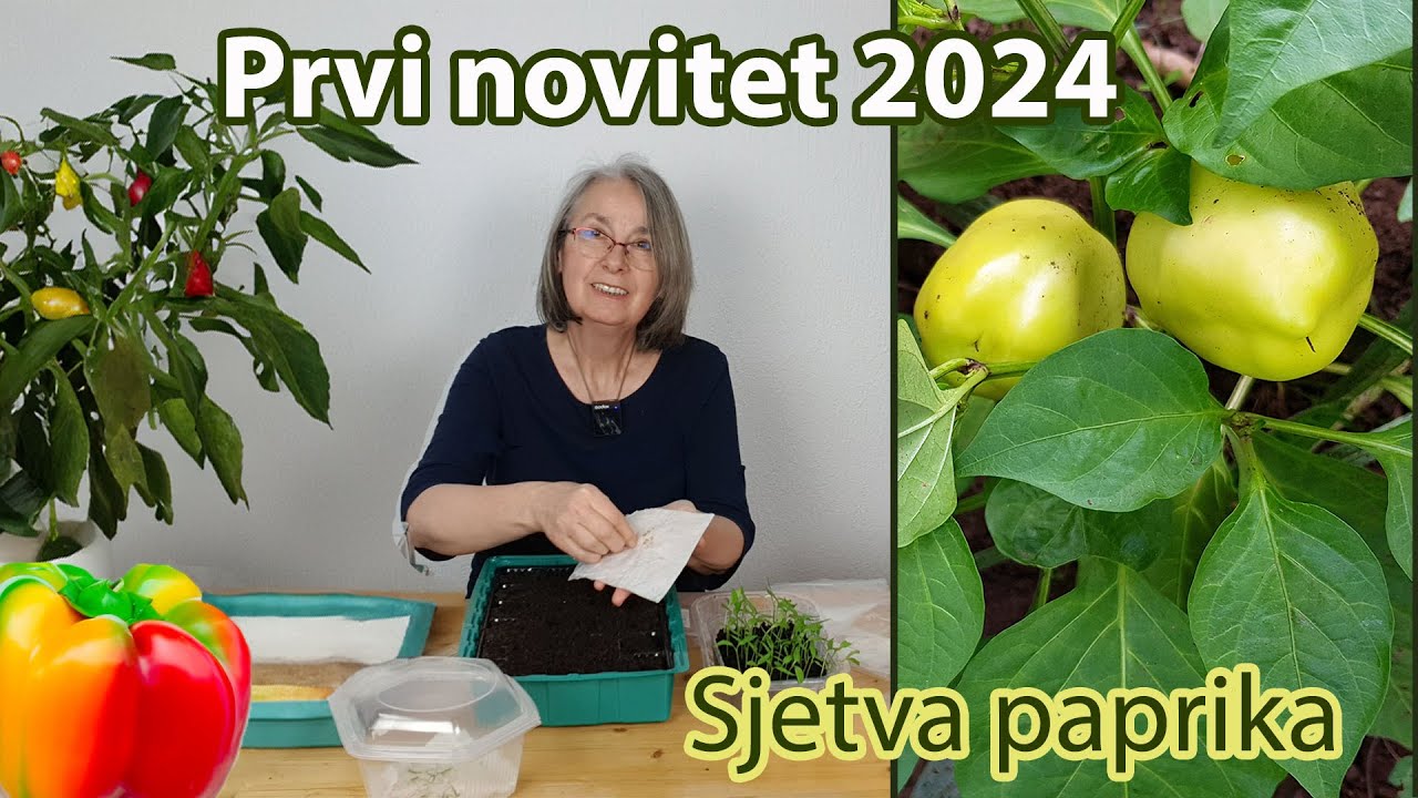 Sjetva paprika / Prvi novitet u 2024