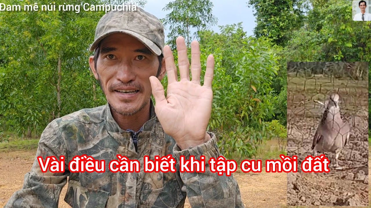Đam mê núi rừng Campuchia- chia sẻ vài điều cần biết khi chơi cu gáy mồi đất 