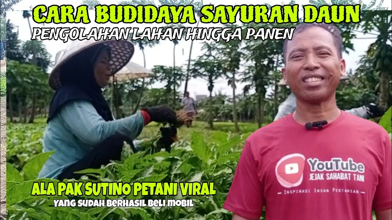 Tutorial Budidaya Sayuran Daun Kangkung, Bayam, Sawi, Pakcoy, Kemangi Ala Petani Sukses