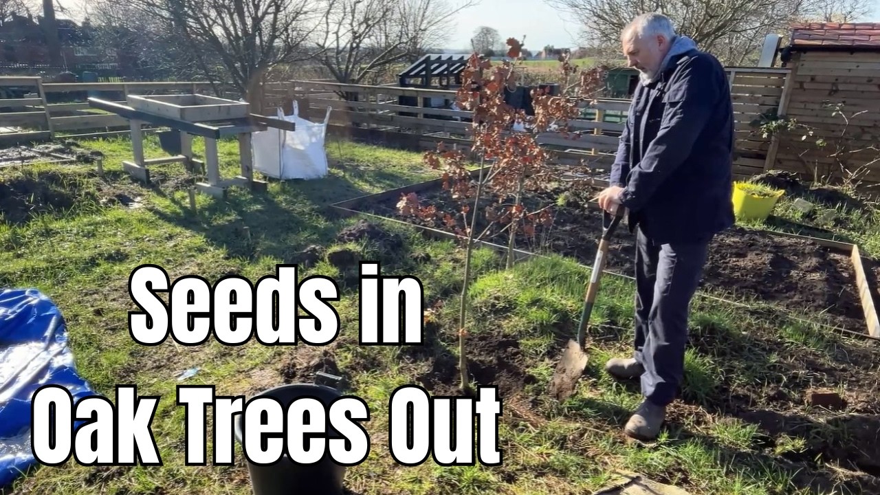 Allotment Gardening: Sowing Seeds & Removing Oak Trees! | Spring Plot Prep
