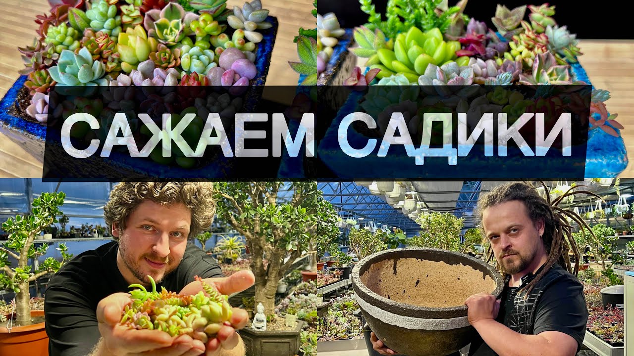 САДИК ИЗ СУККУЛЕНТОВ / БАТЛ МАСТЕРОВ / САМЫЙ ПРОСТОЙ СПОСОБ СОЗДАНИЯ КОМПОЗИЦИИ ИЗ ЧЕРЕНКОВ