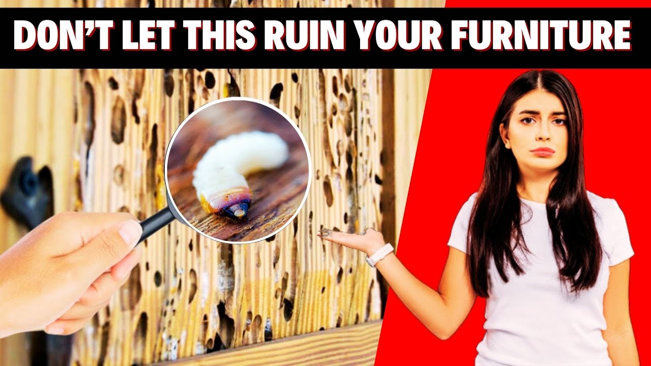 How to Treat Woodworm in Furniture FAST & Permanently!