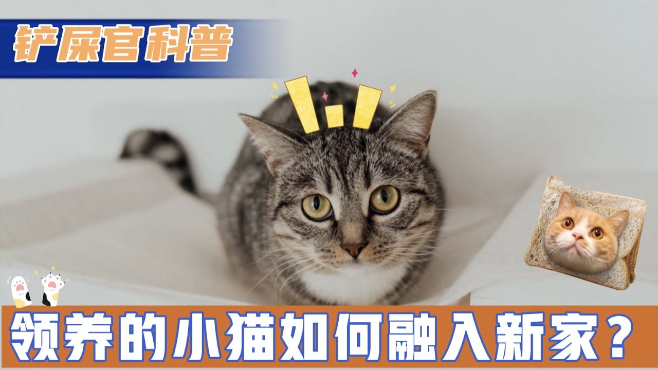 领养的小猫如何快速融入新家？大猫如何和平接受新来的小猫？