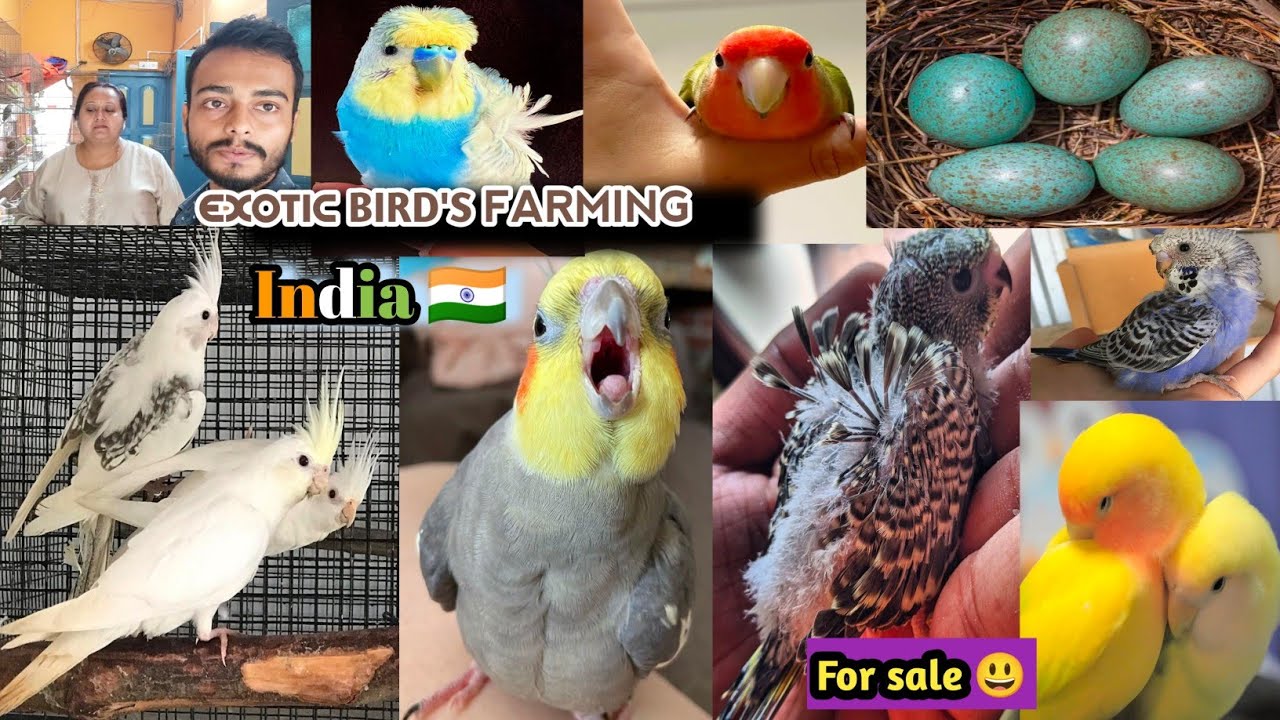 Cockatiel Bird's Farming | Love Bird breeding farm | Rare Budgies Breeding farm in Westbengal🔥
