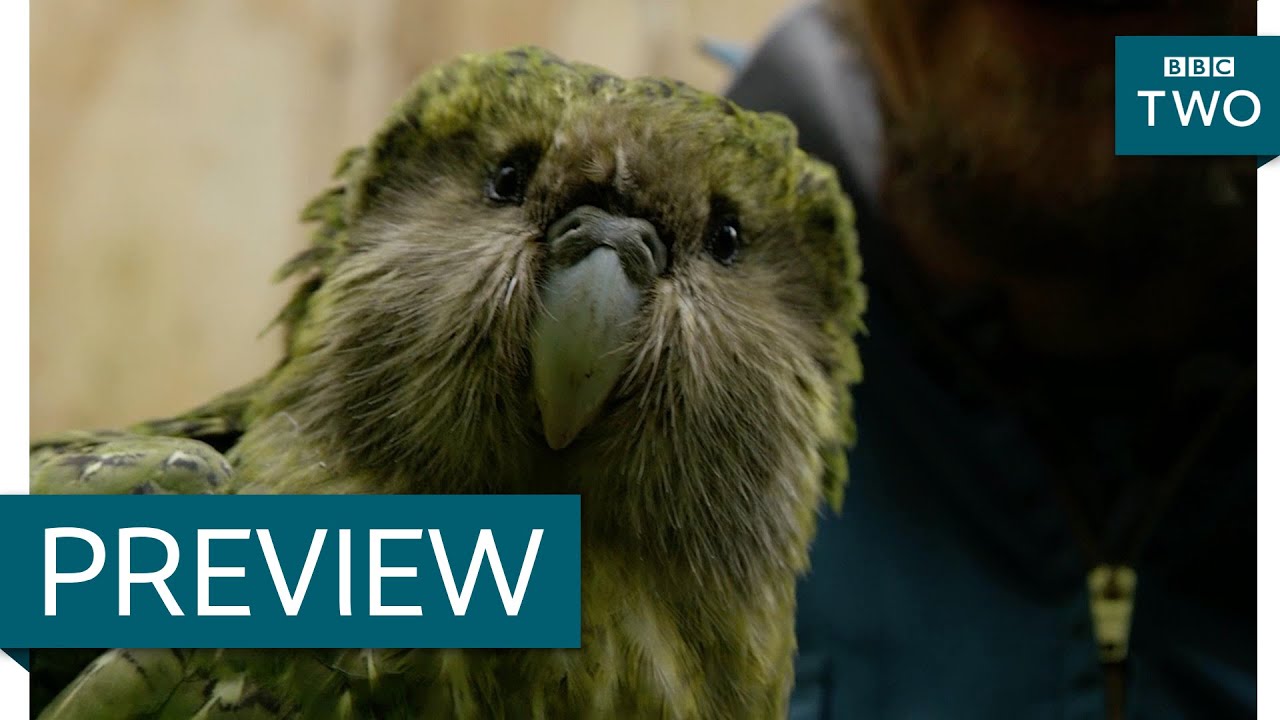Sirocco the flightless parrot and his human brother - New Zealand: Earth's Mythical Islands