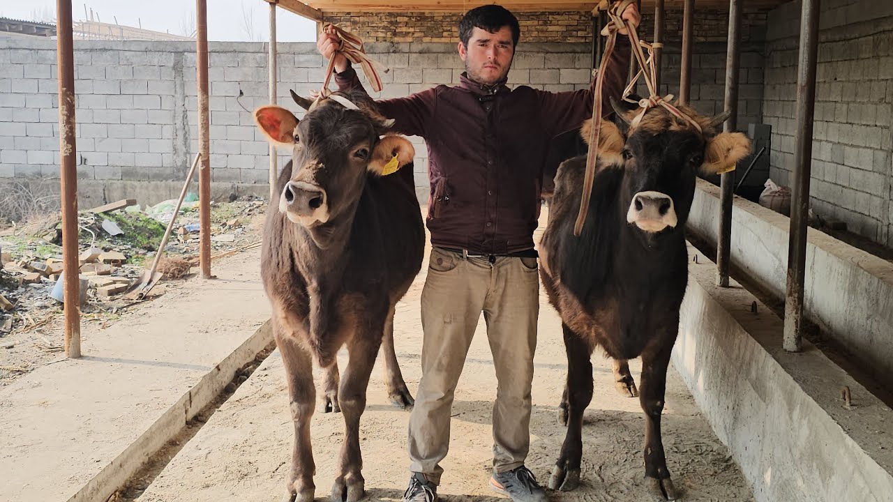 SHVEST BO‘G‘OZLAR YETUK🔥 AZIZBEK UKAMIZDA YANGI PARTIYA BO‘G‘OZLAR🔥