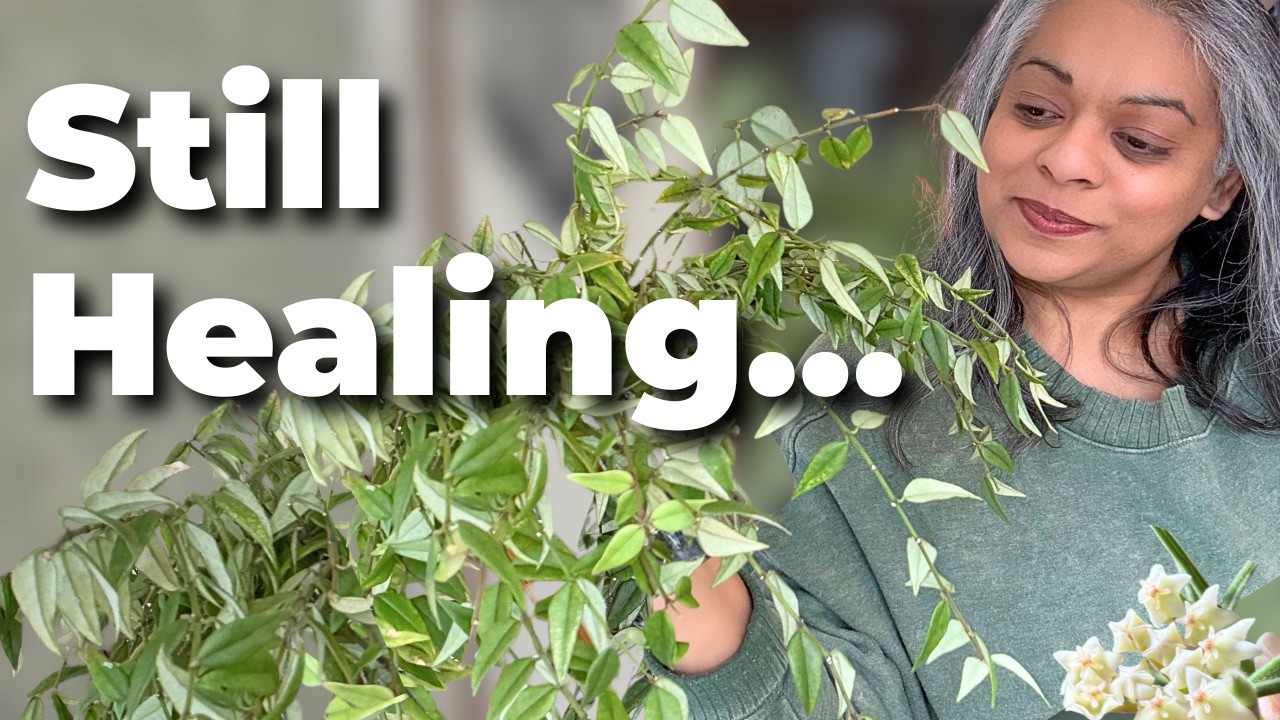 The Great Hoya Reset Continues… Learning From Dry Rot & Starting Again