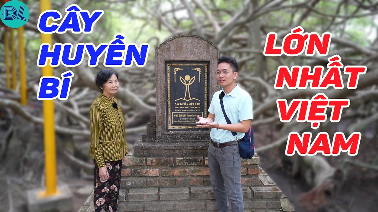 Cái cây huyền bí có bộ rễ rộng lớn nhất VN - ĐỘC LẠ BÌNH DƯƠNG