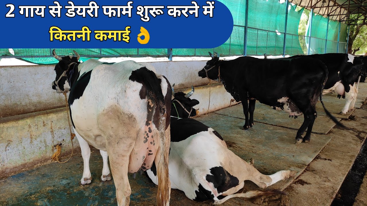 2 गाय से डेयरी फार्म शुरू करने में कितनी कमाई |Start a new dairy farming