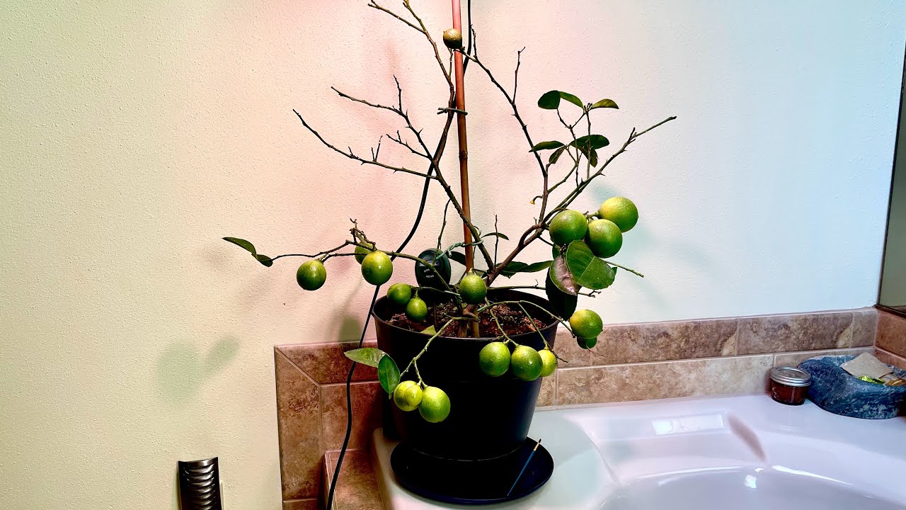 Problem Solving issues with our Meyer Lemon Tree // Bog Life