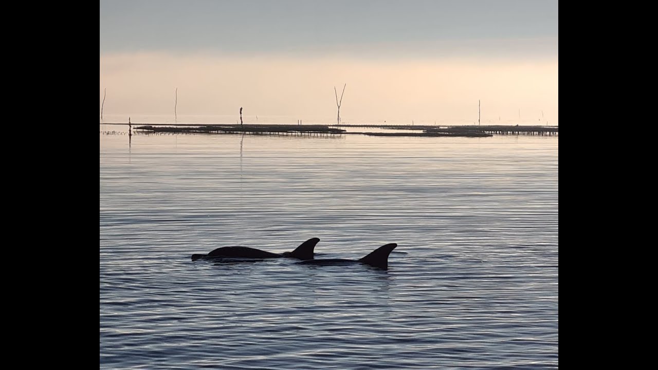 Sauvetage de 2 dauphins communs à Cancale - Bretagne par l'association Al lark