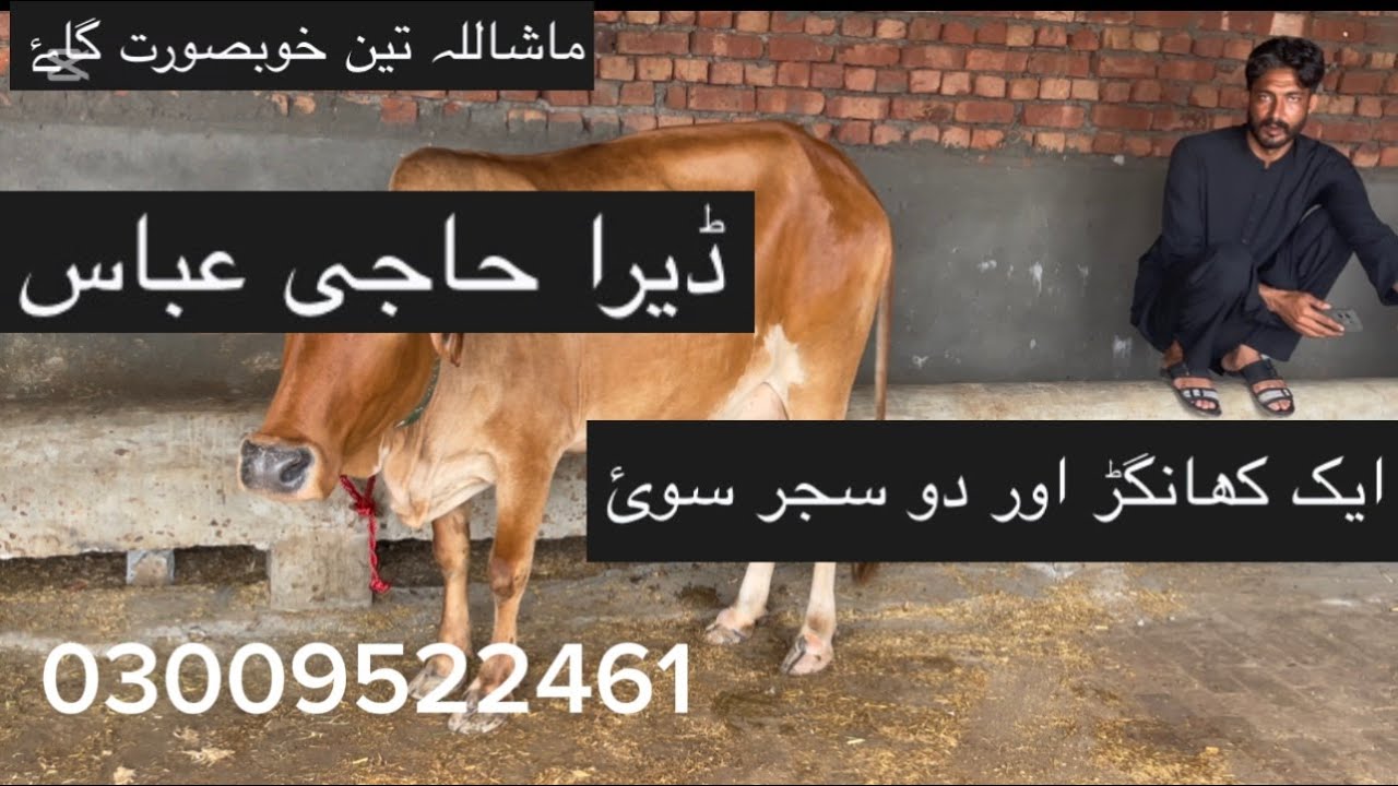 Dear Haji Abass ماشااللہ تین خوبصورت گاۓ 🐄🐄🐄 ایک کھانگڑ اور دو سجر سوئ  8septambar