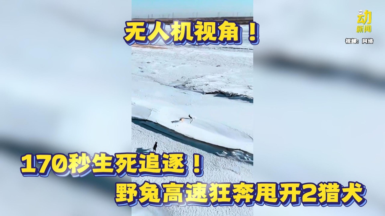 动新闻｜无人机抓捕生命瞬间 差一口就完！野兔神级急转硬保命