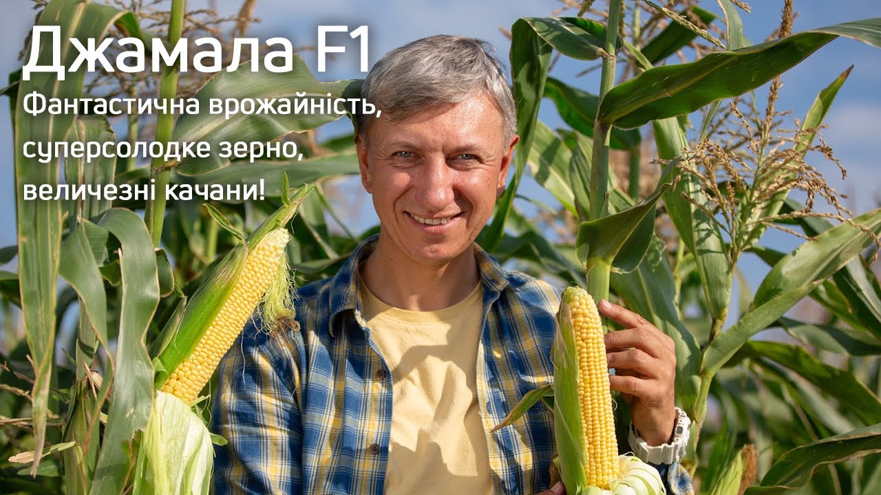 ДЖАМАЛА F1 – гібрид-переможець: 20-22 ряди зерен, найтовстіший качан та фантастична врожайність!