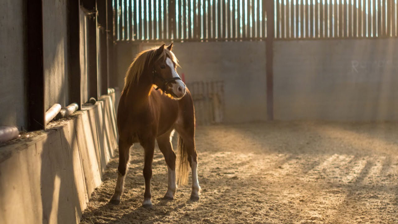 Biosecurity for infectious diseases - Cornell Vet Equine Seminar Series, March 2020