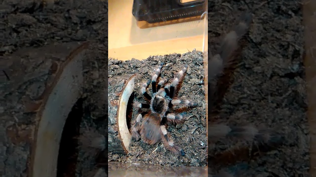 Tarantula feeding video. A HOITV solo video, Featuring Gizmo.
