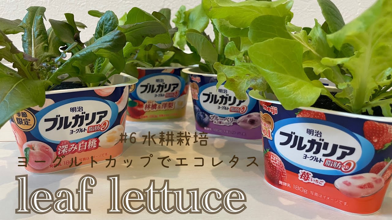 【レタス水耕栽培】ヨーグルトカップでエコ！レタス リーフミックス栽培