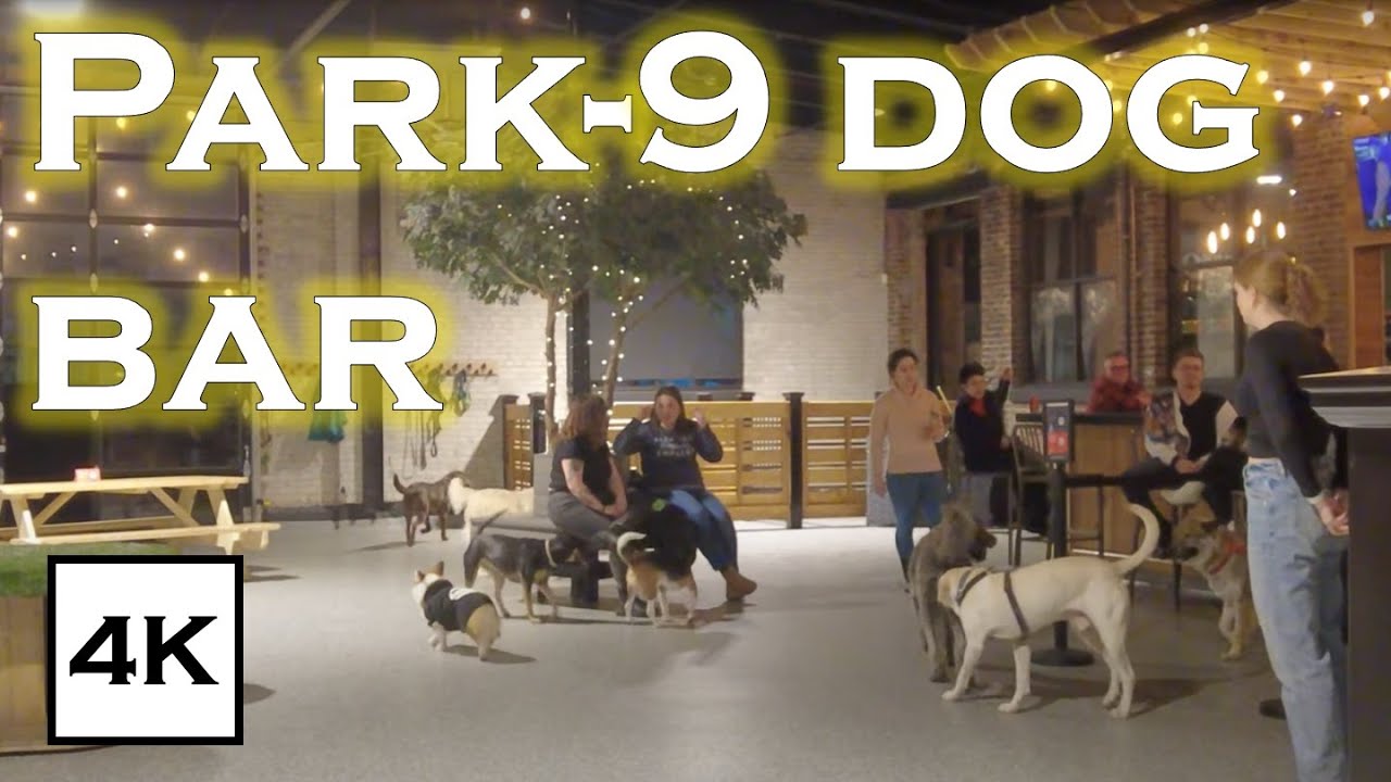Park-9 Dog Bar Boston 4K HDR | Dog-Friendly Bar & Patio for You and Your Pup