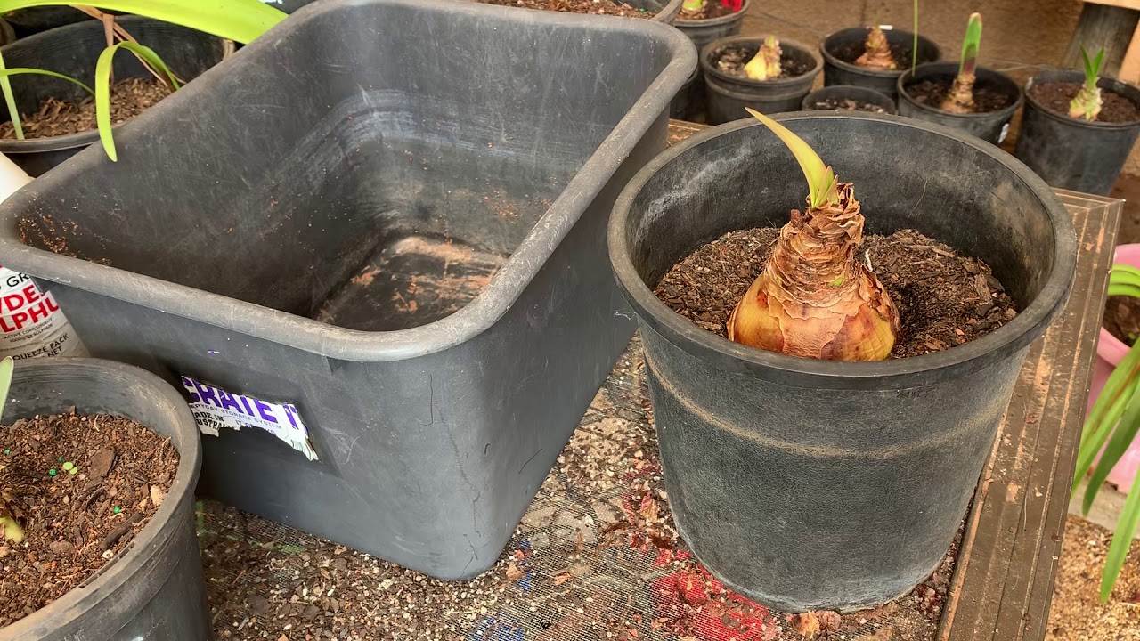 Hippeastrum bulb with rot part 1