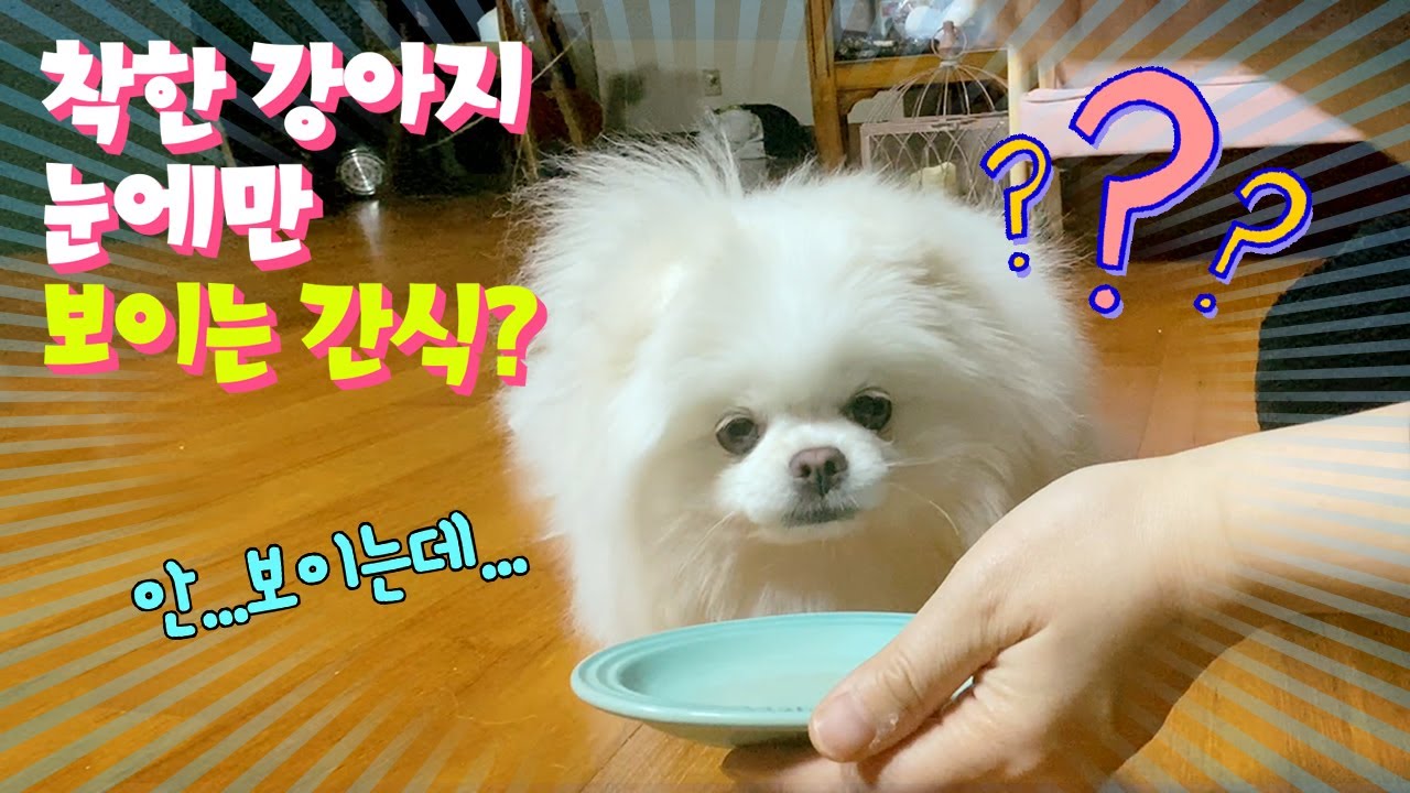 [발연기주의] 착한 강아지 눈에만 보이는 간식??!! 솜이 눈에 간식이 보일까요?