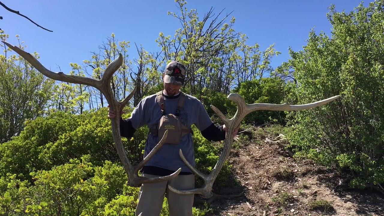 Arizona Annual Shed Hunt