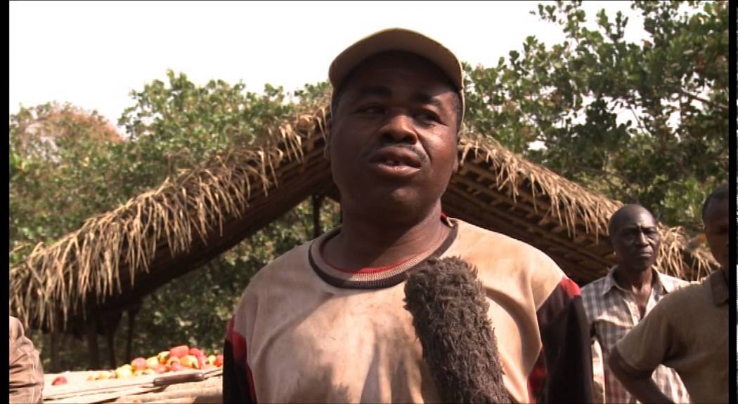 Prikro : La culture de l’anacarde , un secteur pourvoyeur d’emplois.