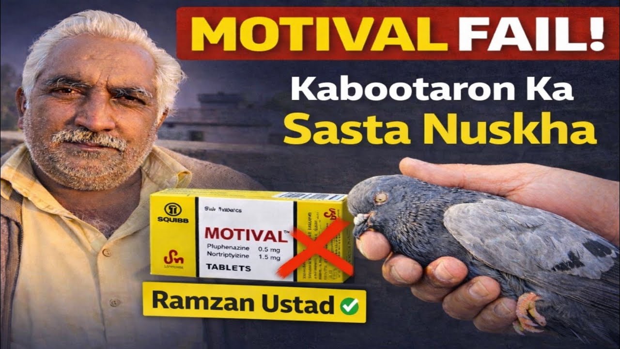 Motival Goli Fail! Kabootaron Ka Sasta Aur Zabardast Nuskha | Ustad Interview