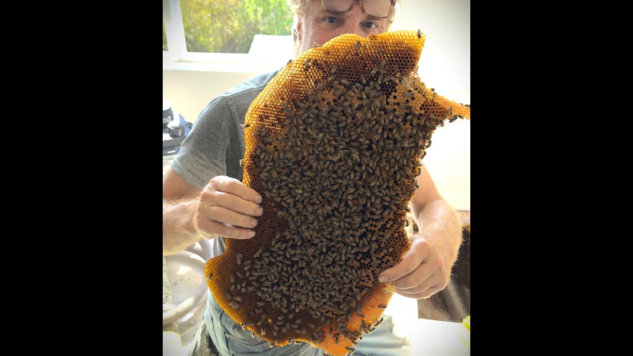 When the wall vent becomes the entrance for the bee hive!