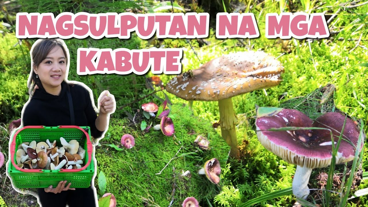 NAGSULPUTAN NA MGA KABUTE | Thai-Finnish Pero Pusong Pinay