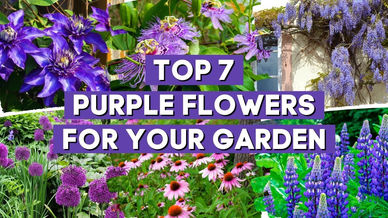 7 великолепных фиолетовых цветов, которые украсят ваш сад 🌷💜✨
