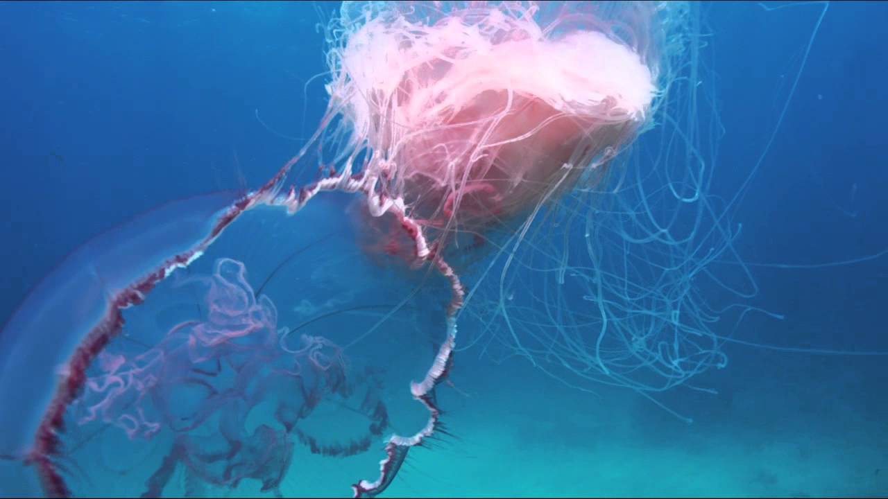Pink Meanie Jellyfish, Frazier Nivens, Ocean Imaging Studios