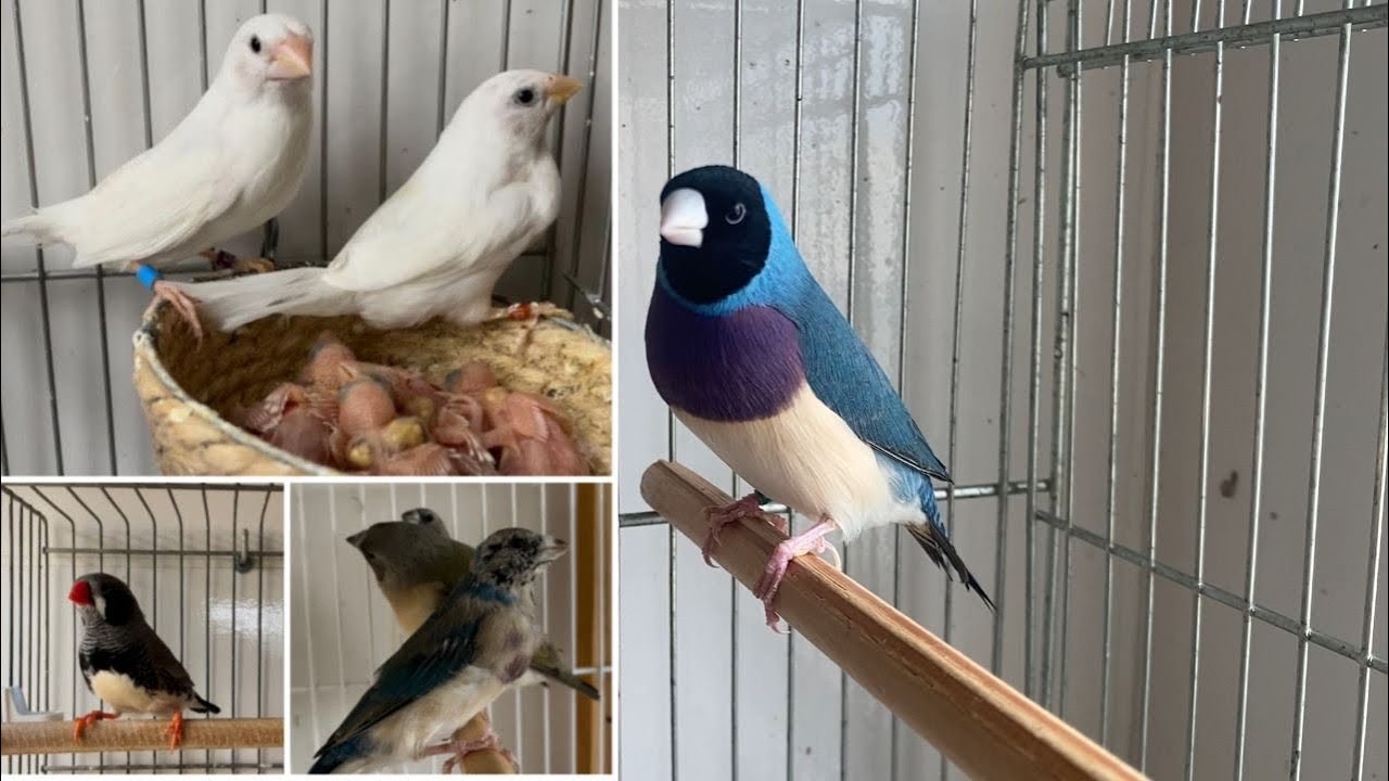 OS FILHOTES DE DIAMANTES ESTÃO NA MUDA COMEÇANDO A COLORIR!