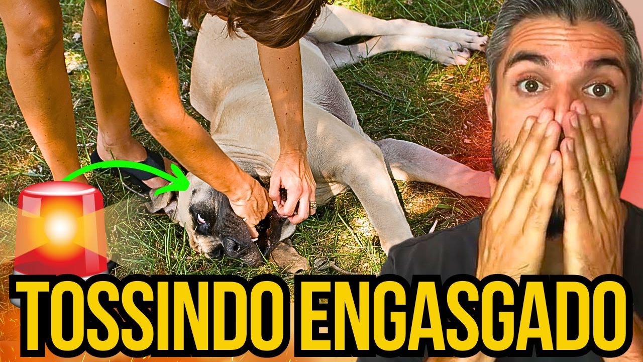 CACHORRO COM TOSSE COMO DESENGASGAR CÃO COM OSSO NA GARGANTA TÉCNICA SALVA CÃES ENGASGADOS EM CASA