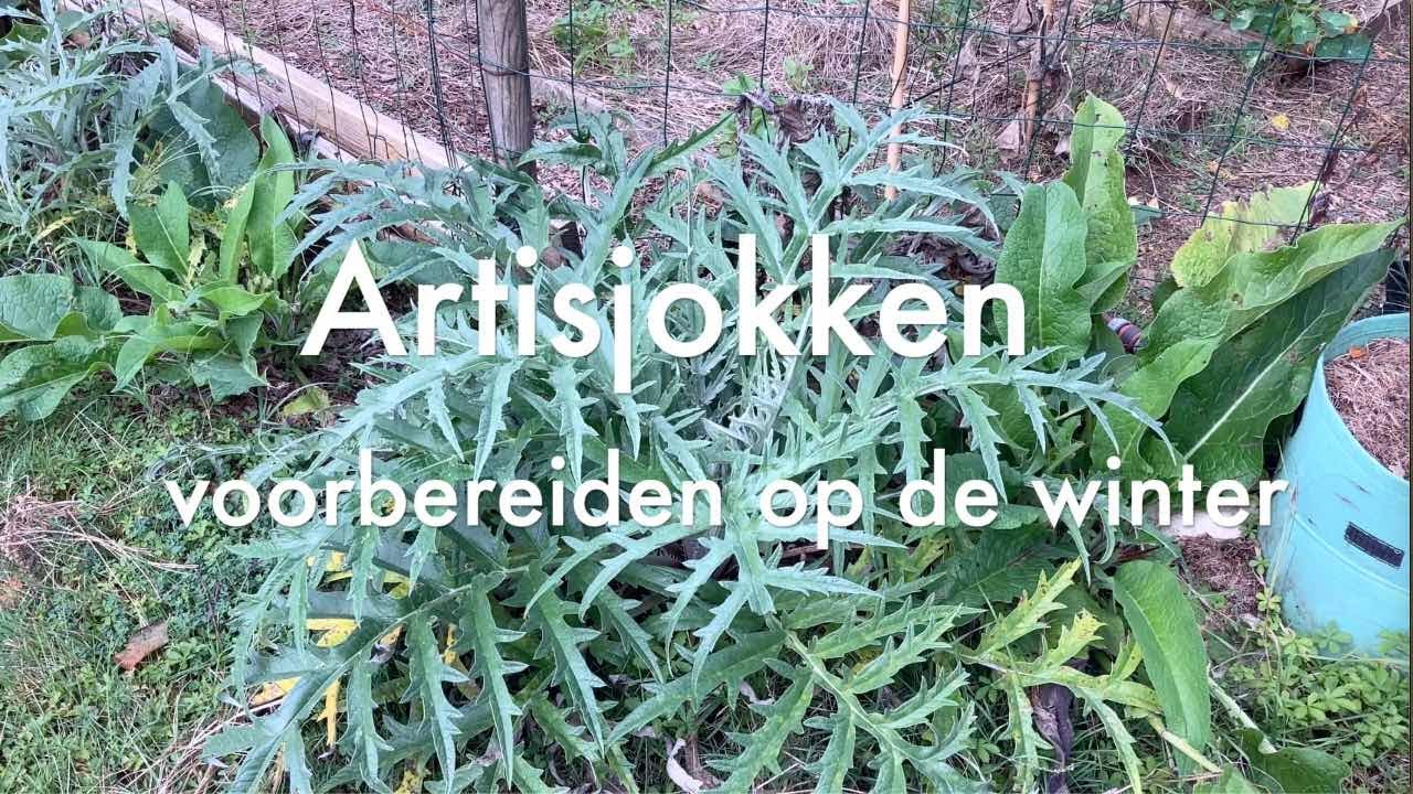 Ini's Moestuin #161 Eind september: artisjokken laten overwinteren, bloemzaad oogsten. En de witlof?