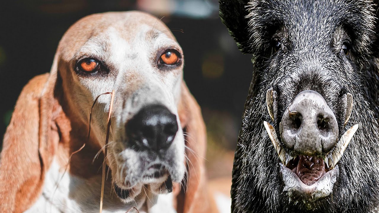 Kann ein  Laufhund Wildsauen jagen ?