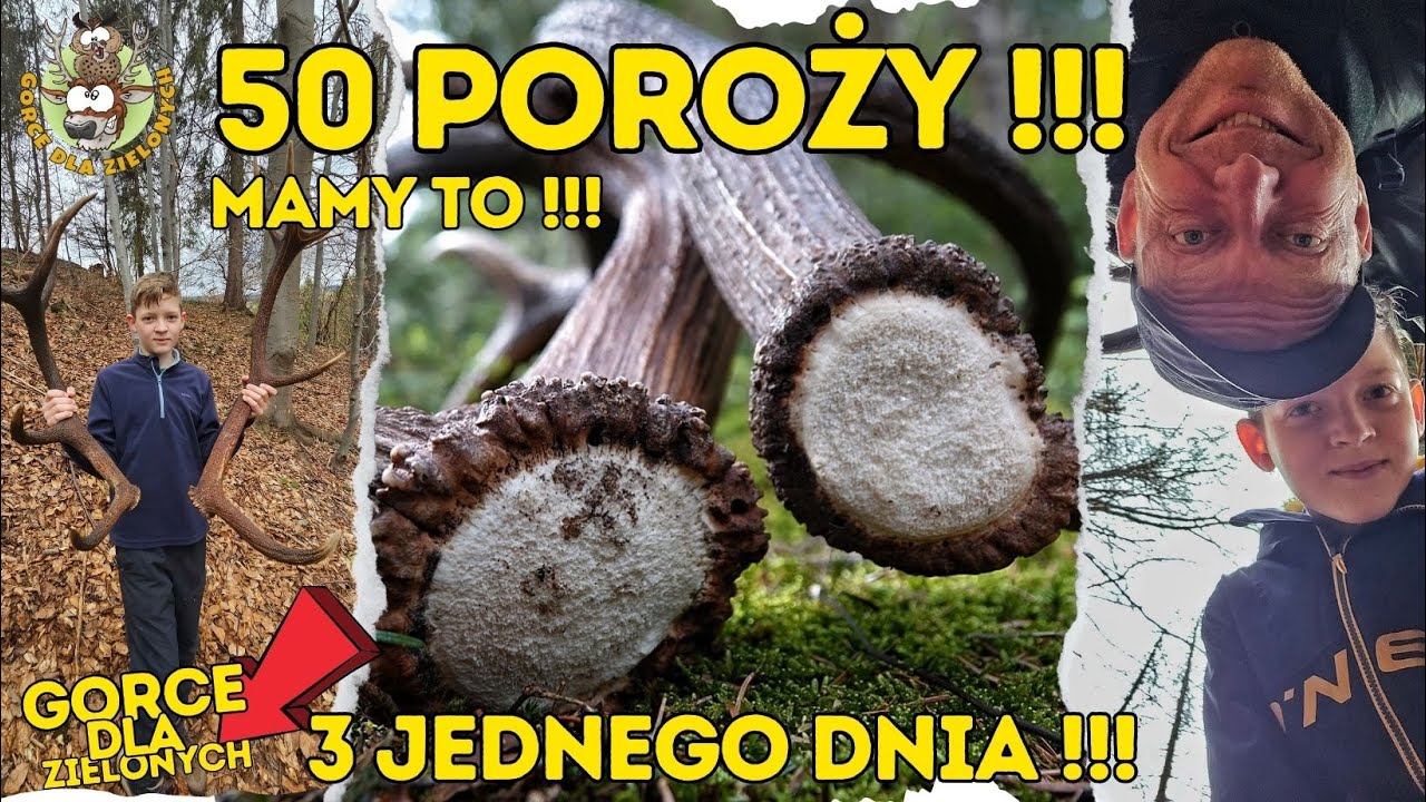 Mamy TO !!! 50 POROŻY !!! PLUS tyka ŻYCIA  #poroże #zrzuty #zrzuty2024 #gorce #zrzutyjeleni #las