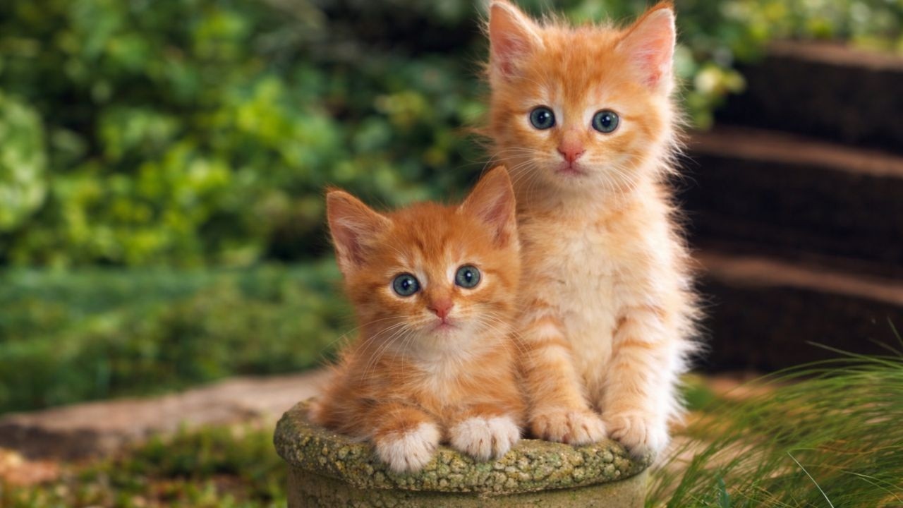Kitten meowing 😻 | Cat sound | Cat video | Cat | Cat voice | Persian cat sound | Persian cat | Cats