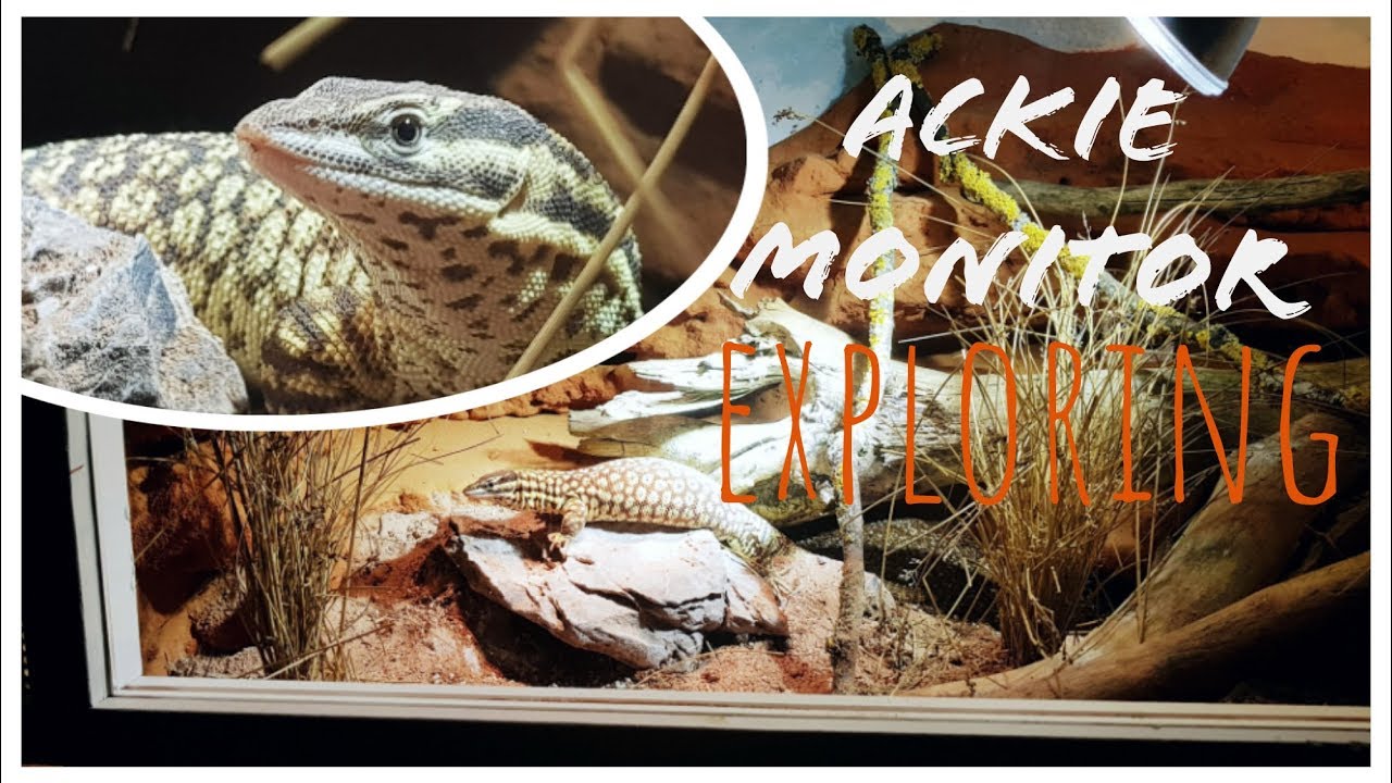 Ackie Monitor Exploring His Terrarium | VARANUS ACANTHURUS