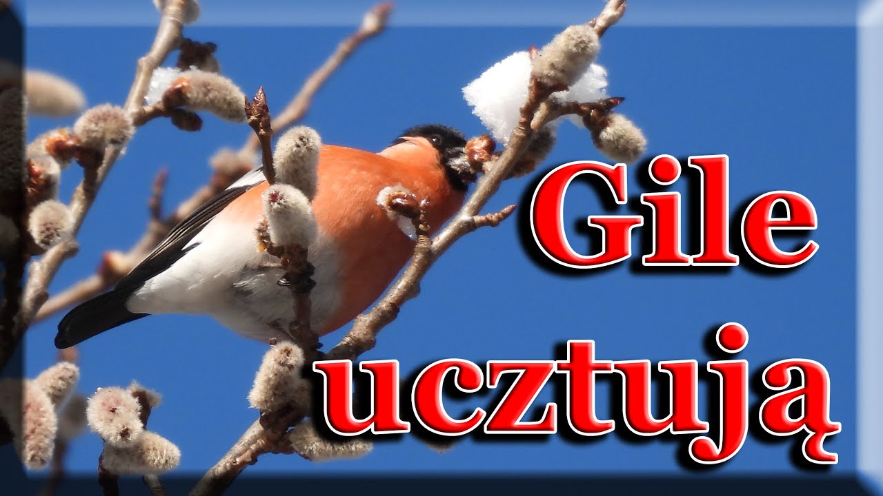 Gile ucztują. 99 sekund z dziką przyrodą.