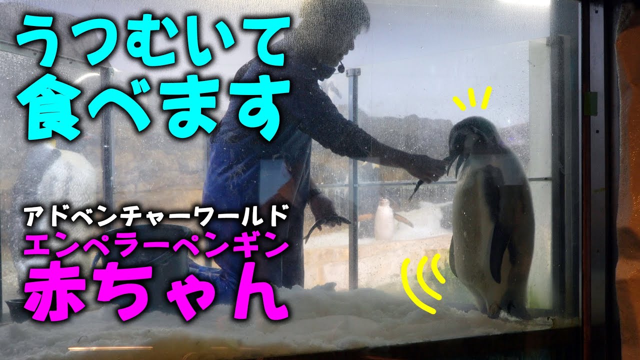 【１８ｋｇを越えるとアナウンス】エンペラーペンギン赤ちゃん 背中 脇の換羽 アデリー🐧赤ちゃんにもごはんタイム