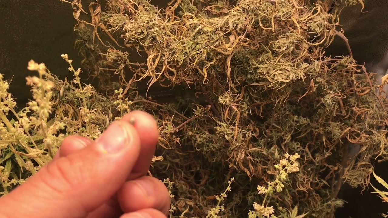 Indoor cannabis grow week 15&16. All good things come to an end.