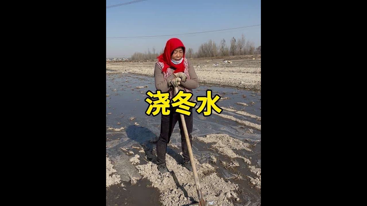 冬水浇透田，农活近尾声，忙到晌午，就馋这口洋芋面转百刀拌面，面条爽滑有嚼劲，配上洋芋丝菜，一口下去浑身舒坦，这是属于庄稼人的舌尖慰藉#浇冬水 #洋芋面 #记录我的农村生活